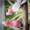 Galah Cockatoo