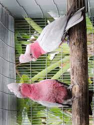 Galah Cockatoo