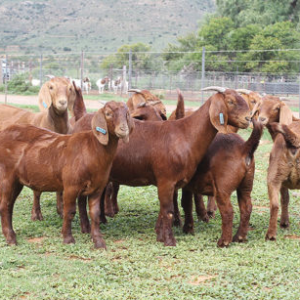 Kalahari Red Goats for sale