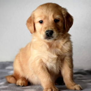 Emmit