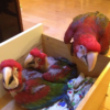 Greenwing Macaw Parrot Chicks
