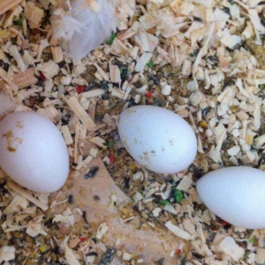 green wing macaw eggs for sale