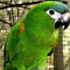 HAHN’S MACAW