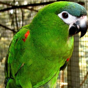 HAHN’S MACAW