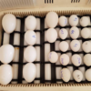 buy harlequin macaw eggs