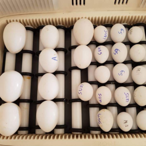 buy harlequin macaw eggs
