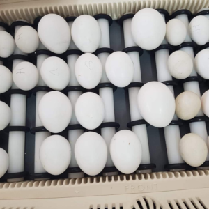 hyacinth macaw parrot eggs