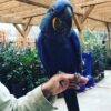 Hyacinth macaw