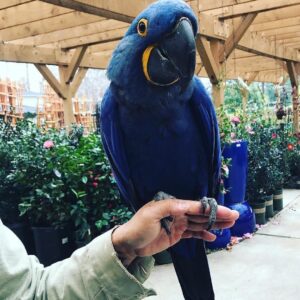 Hyacinth macaw