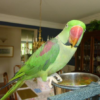 Indian Ringneck Parrots