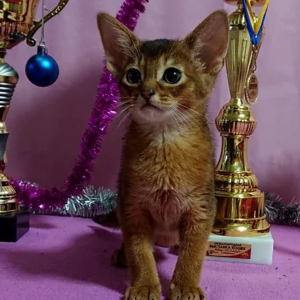Purebred Abyssinian Male Kitten