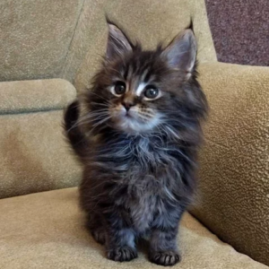Maine Coon female kitten