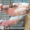 Major Mitchell’s Cockatoo