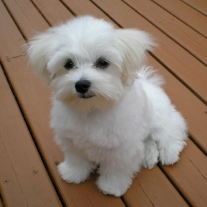 Casen Maltese