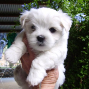 Cali Maltese