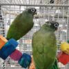 Pionus Parrot For Sale