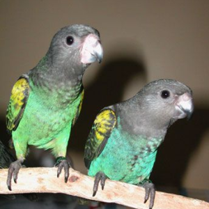 Meyers Parrots for sale