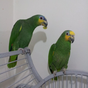 Buy Orange Winged Amazon