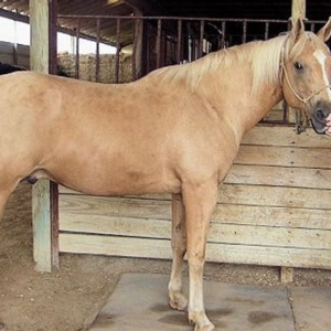 Palomino QH Gelding