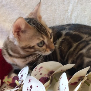 Purebred Bengal Female Kitten