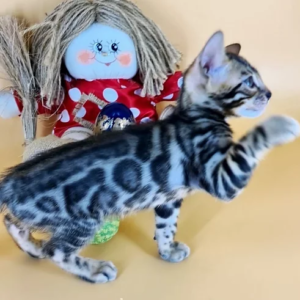 Purebred Bengal Male Kitten