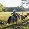 Mister Milagro-15.2HH, 2008, Grey, AQHA, Gelding