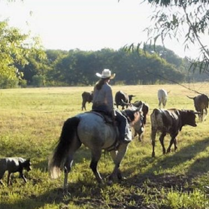 Mister Milagro-15.2HH, 2008, Grey, AQHA, Gelding