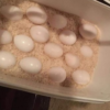Scarlet Macaw Parrot Eggs For Sale