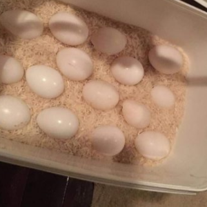 Scarlet Macaw Parrot Eggs For Sale