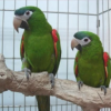 Severe Chestnut Fronted Macaw