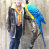Solid Bronze Sculpture Blue Macaw Parrot BI 52