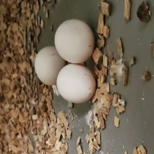Solomon Eclectus Eggs For Sale