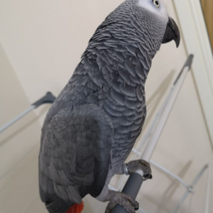 African Grey Congo Parrot