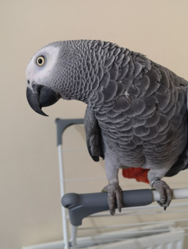 PETFARM