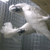 Umbrella Cockatoo