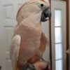 Pink Mulockin Cockatoo parrots