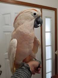 Pink Mulockin Cockatoo parrots