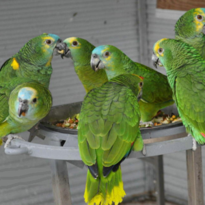 White Fronted Amazon
