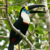 white throated toucan for sale