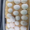Amazon parrot eggs