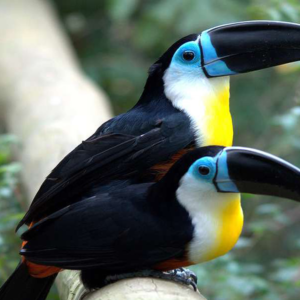 Ariel Toucan For sale