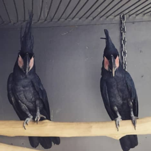Black Palm Cockatoo