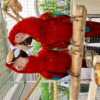 Scarlet Macaws