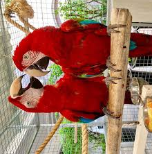 Scarlet Macaws