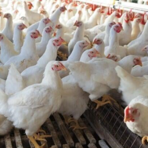 Boiler chickens and eggs for sale