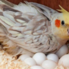 cockatiel eggs