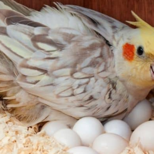 cockatiel eggs