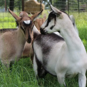 Alpine goats for sale