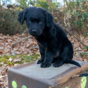Golden Shepherd Puppies For Sale