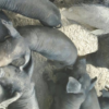 Black Iberian Pig For Sale